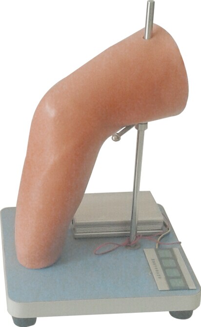 肘關節(jié)腔內注射模型